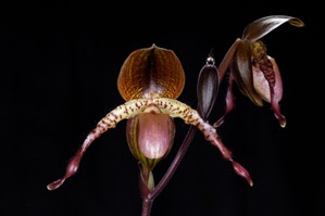 Paphiopedilum Shen-Liu Peri 'Dark Phantasy' HCC/AOS 78 pts.